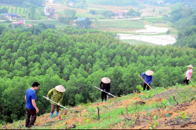 Giải đáp thắc mắc về các-bon rừng