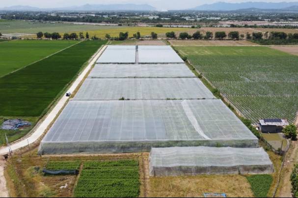 Doanh nghiệp là hạt nhân phát triển nông nghiệp công nghệ cao
