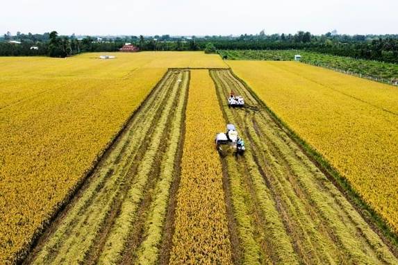 Cần Thơ: Quy định mức nộp tiền để Nhà nước bổ sung diện tích đất chuyên trồng lúa bị mất 