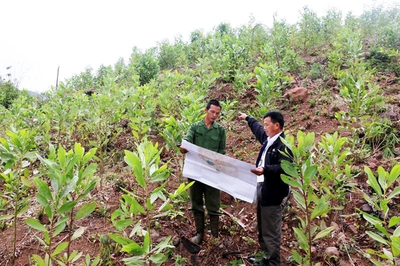 Đề xuất sửa đổi thủ tục giao đất không thu tiền đồng thời với giao rừng